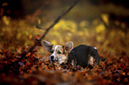 young Welsh Corgi Pembroke