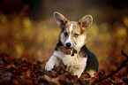 young Welsh Corgi Pembroke