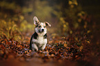 young Welsh Corgi Pembroke