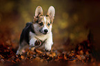 young Welsh Corgi Pembroke