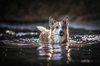 Welsh Corgi Pembroke
