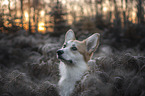 Welsh Corgi Pembroke portrait