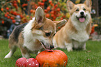 2 Welsh Corgi Pembroke