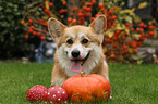 lying Welsh Corgi Pembroke