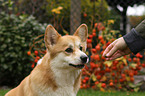 Welsh Corgi Pembroke Portrait