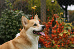 Welsh Corgi Pembroke Portrait