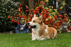 lying Welsh Corgi Pembroke