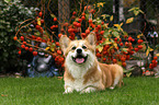 lying Welsh Corgi Pembroke