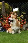 sitting Welsh Corgi Pembroke