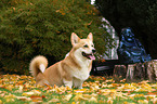 sitting Welsh Corgi Pembroke