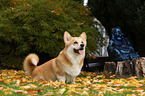 sitting Welsh Corgi Pembroke