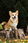 sitting Welsh Corgi Pembroke