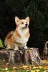 sitting Welsh Corgi Pembroke