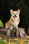 sitting Welsh Corgi Pembroke