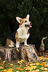 sitting Welsh Corgi Pembroke