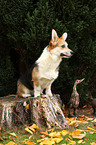 sitting Welsh Corgi Pembroke