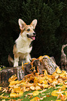 sitting Welsh Corgi Pembroke