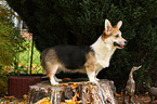 Welsh Corgi Pembroke