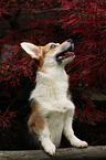 Welsh Corgi Pembroke