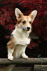 Welsh Corgi Pembroke