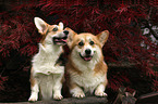 2 Welsh Corgi Pembroke