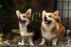 2 Welsh Corgi Pembroke