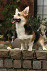 Welsh Corgi Pembroke