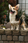 Welsh Corgi Pembroke