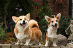 2 Welsh Corgi Pembroke