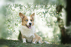 sitting Welsh Corgi Pembroke