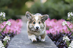 Welsh Corgi Pembroke puppy