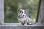 Welsh Corgi Pembroke puppy