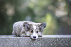 Welsh Corgi Pembroke puppy