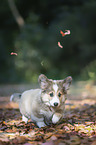 Welsh Corgi Pembroke puppy