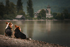 2 Welsh Corgi Pembroke