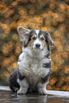 sitting Welsh Corgi Pembroke