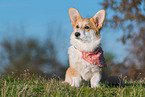 adult Welsh Corgi Pembroke