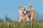 adult Welsh Corgi Pembroke