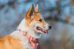 adult Welsh Corgi Pembroke