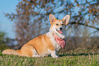 adult Welsh Corgi Pembroke