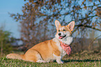 adult Welsh Corgi Pembroke