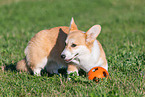 adult Welsh Corgi Pembroke