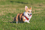 adult Welsh Corgi Pembroke