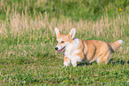 adult Welsh Corgi Pembroke