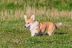 adult Welsh Corgi Pembroke