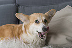 adult Welsh Corgi Pembroke