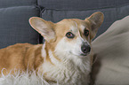 adult Welsh Corgi Pembroke