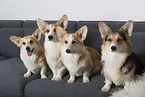 Welsh Corgi Pembrokes