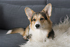 adult Welsh Corgi Pembroke