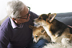 man and Welsh Corgi Pembrokes